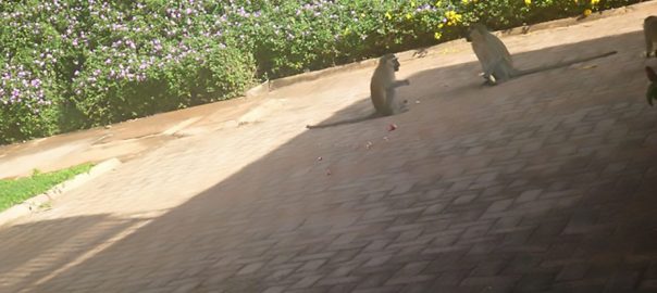 Count Me In: Urban Greening and the Return of Primates in Kampala