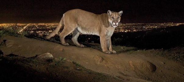 Lions and Roaches and Boars, Oh My! Cities are Full of Animals
