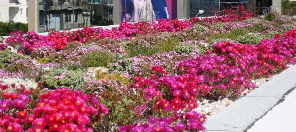 Why don’t all public buildings have green roofs? Or all large private buildings (e.g. businesses)? Would this be a good idea? What would it take to make it happen and to make it worthwhile?