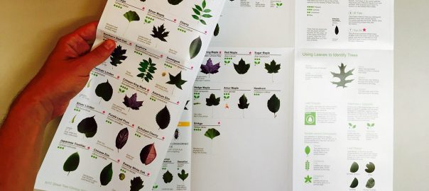 Mapping the Forest for the Trees: A Census Grows in the Five Boroughs