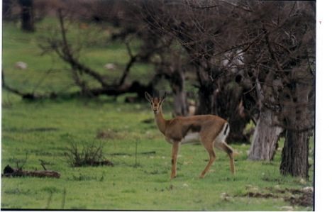 gazelle