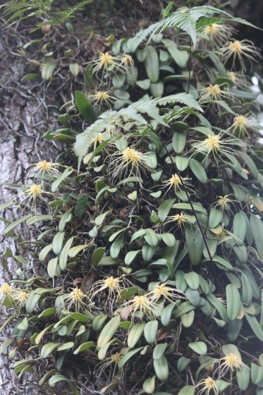 Bulbophyllum vaginatum (5)