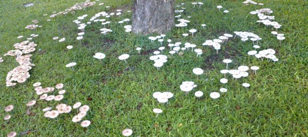 Singapore’s Life in the Trees