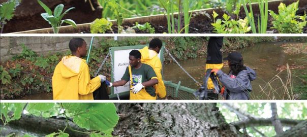 Civic Ecology: A Book that Inspires and Guides Teaching