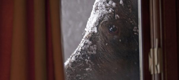 Close Encounters of the Moose Kind