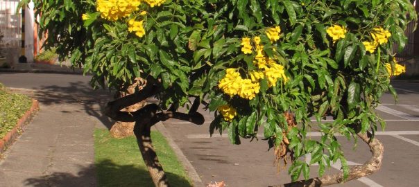 Increasing the Native Plants of Colombian Cities