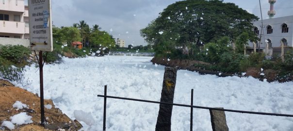 The Revalorization of Urban Nature, for Good and Ill
