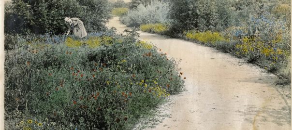 The New Vocabulary of Urban Landscaping for Southern California