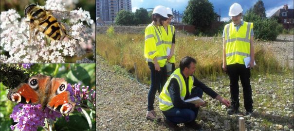 Carbon Capture Gardens: A Nature-Based Solution for Managing Urban Brownfield Soils for Biodiversity and Ecosystem Services