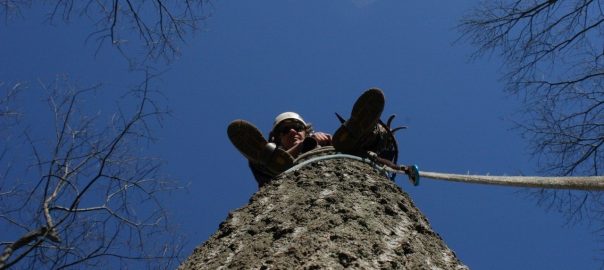 How Perspectives of Field Arborists and Tree Climbers are Useful for Understanding and Managing Urban Forests