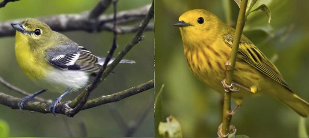 Why Conserve Small Forest Fragments and Individual Trees in Urban Areas?