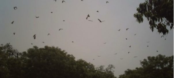 The Royal Bats of Kano City