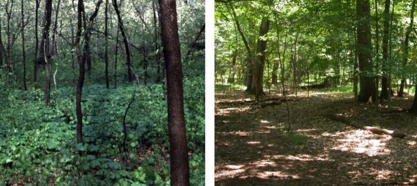 A Threatened Old Forest Tells a Story Relevant to Every Urban Forest
