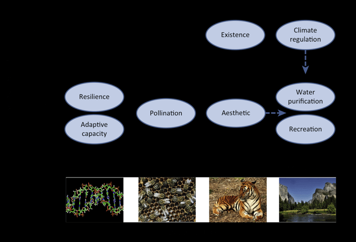 Figure 3. Different attributes of biodiversity and their relevance for conservation at different spatial scales (From Pearson, 2016)