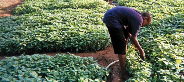 Urban agriculture has many benefits. Is one of them a contribution to urban sustainability?