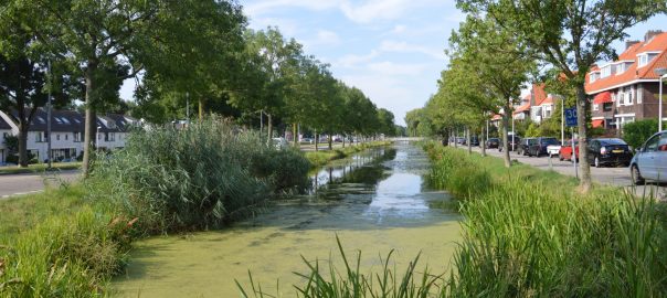 What Do Rotterdammers Want in Green Infrastructure? We Asked Them