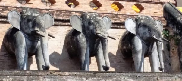 Elephants in the City