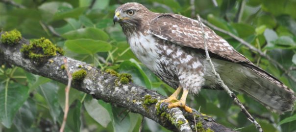 Urban Wildlife—Celebrating the Commonplace