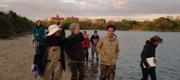 How can we make urban nature and its value more apparent, more “visible” to people?