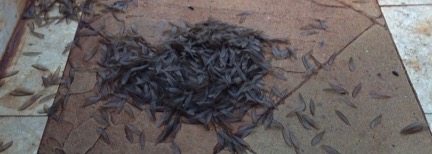 termite-wings-photo-vanessa-watey