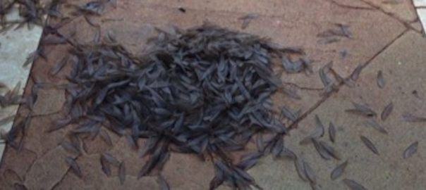 Swarms in the City