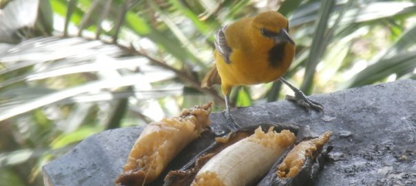 Georgetown, Guyana—the Birding World’s Best Kept Secret?