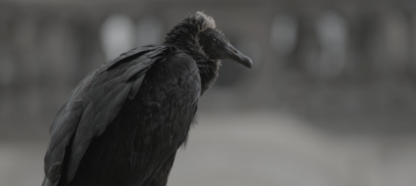 Social Media Sharks and Tell-Tale Vultures—Connecting to Nature in a Digital Age