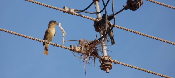 Our Garbage, Their Homes: Artificial Material as Nesting Material