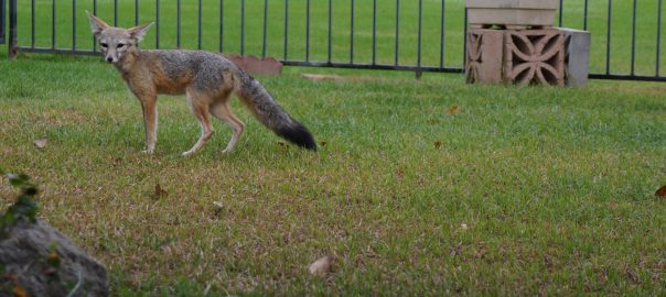 How a Little Endangered Fox Found Sanctuary in a California Oil Town