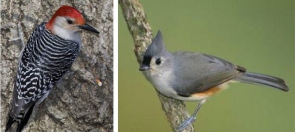 Building for Birds: An Online Tool to Evaluate How Different Development Designs Impact Forest Bird Habitat