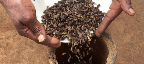 Six-legged Superfood for Chirpier Cities
