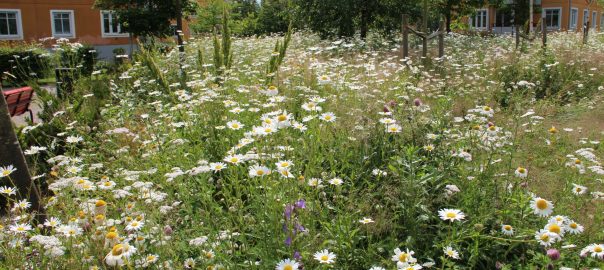 How to Make Urban Green Verdant and Sustainable: Designing “Wild” Swedish Lawns
