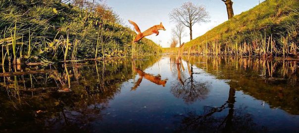 Take a Walk on the Wild Side: Evolution in the Streets