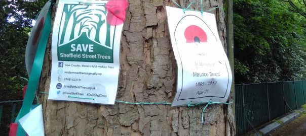 Trees Are More than Just Trees: the Good, the Bad, and the Ugly