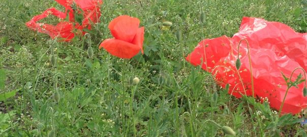 Time of the Poppies