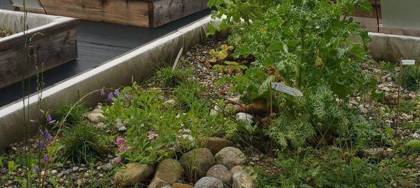 Swiss Green Roof Standards: Experiences and Exchanges from Three Years of Practice