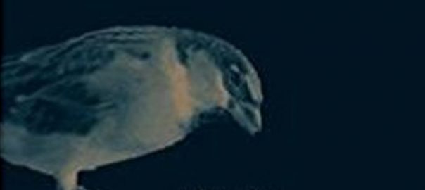 Sparrow, Our Constant Friend