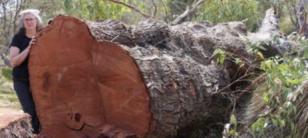 Black Cockatoo Rising: The Struggle to Save the Bushland in the City