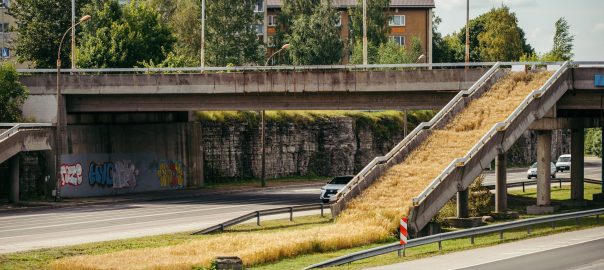 A Barley Field Grows on Soviet Concrete