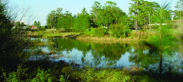 Lessons Learned: What Does it Take to Create a More Natural Stormwater Pond?
