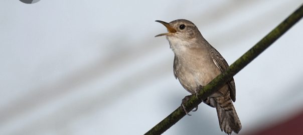 Singing in the Noise