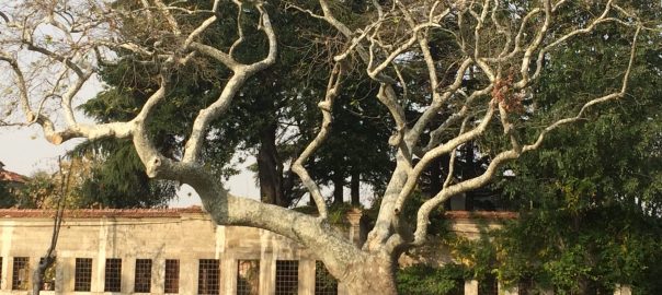 Reflecting on Two Years Walking in Asia