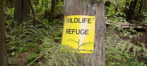 Preserving Urban Nature, No Silver Bullets