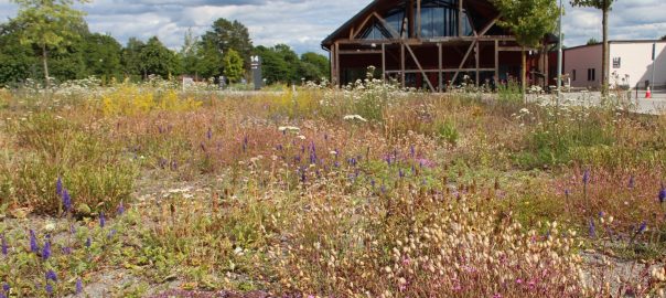 Searching for Sustainable Lawns in Sweden