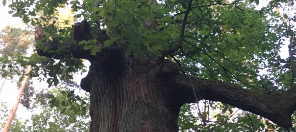 Trees are Breath