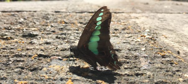Enabling Efficient Urban Biodiversity Monitoring Through Modern Natural History and Citizen Science