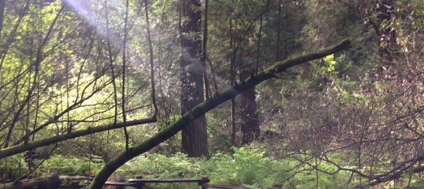 Making Parks Relevant: Muir Woods as a Museum that Invites Multiple Narratives