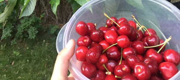 Low Hanging Fruit? In Complex Systems Maybe it’s Better to Aim for the Higher Fruit
