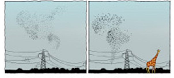 Nature after Nature and the Animal Internet