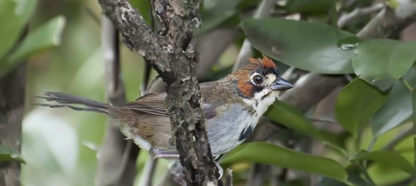 Urban Habitat Management that Could Attract Species that Otherwise Avoid Cities